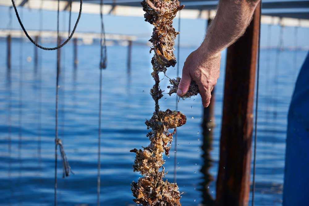 Huîtres sur corde de l'étang de Thau