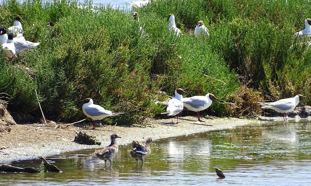 Observation des oiseaux dans les salins de Frontignan